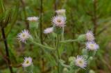 P2280332-Druesiges-Berufkraut-1.jpg