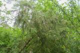 P2280358-Gew-Wacholder.jpg