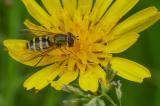 P2280361-Gemeine-Garten-Schwebfliege-2.jpg