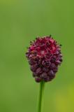P2280373-Grosser-Wiesenknopf.jpg