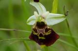P2280374-Gew-Hummel-Ragwurz.jpg