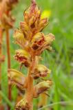 P2280377-Zierliche-Sommerwurz.jpg
