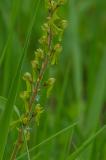 P2280393-Grosses-Zweiblatt.jpg