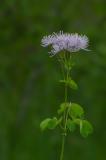 P2280396-Akeleiblaettrige-Wiesenraute.jpg