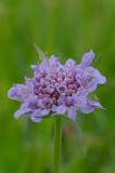 P2280398-Tauben-Skabiose-2.jpg