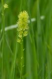 P2280419-Kelch-Simsenlilie.jpg