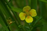 P2280435-Blutwurz.jpg