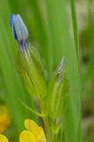 P2280456-Schlauch-Enzian.jpg
