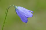 P2280461-Rundbl-Glockenblume.jpg