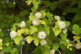 Physocarpus_opulifolius_Luteus_D-PS.jpg