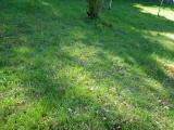 RIMG3789-Manns-Knabenkraut.jpg