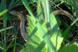 RIMG3819-Blindschleiche.jpg