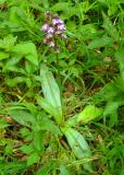 RIMG3881-Purpur-Knabenkraut.jpg