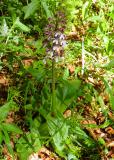 RIMG3887-Purpur-Knabenkraut.jpg