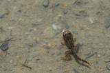 Rana-temporaria-Grasfrosch-Ostallgaeu-PS.jpg