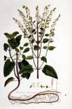 Salbei-Gamander_Teucrium_scorodonia_—Jan_Kops_Flora_Batava_—_Volume_v1-PS.jpg