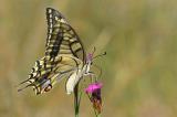 Schwalbenschwanz-_Papilio-machaon_-Lechauen-PS.jpg