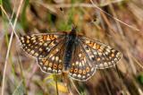 Skabiosen-Scheckenfalter-Euphydryas-aurinia--ssp-PS.jpg