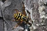 Spaete-Wespenschwebfliege-_Chrysotoxum-arcuatum_-Tiroler-lech---_2_-PS-2.jpg