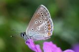 Storchschnabel-Blaeuling-Aricia-eumedon-M.jpg