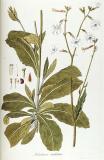 Tabakart_Nicotiana__undulata_Fragmenta_botanica_figuris_coloratis-PS.jpg