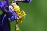 Veraenderliche-Krabbenspinne-_Misumena-vatia_-Weibchen-frisst-Maennchen-Pfaffenwinkel-PS.jpg