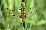 Vierfleck-_Libellula-quadrimaculata_-m-Pfaffenwinkel-PS.jpg