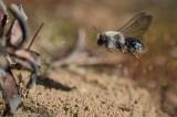 Weidensandbiene_Andrena_vaga_W_06_04_2025_Westliche-Waelder_Diedorf_Robert_Thierbach-PS.jpg