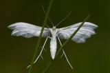 Weisse-Winden-Federmotte-_Pterophorus-pentadactyla_-Alb-_2_-PS.jpg