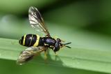 Zweiband-Wespenschwebfliege-_Chrysotoxum-bicinctum_-Lechauen.-PS.jpg