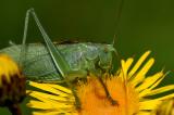 Zwitscherschrecke-_Tettigonia-cantans_-m-frisst-Pollen-des-Rauen-Alant-_Pentanema-hirtum_-Pfaffenwinkel--PS.jpg