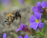 _DC40074Fruehlings-Pelzbiene_Anthophora-plumipes_W_17_03_2024_Augsburg_Baerenkeller_Robert_Thierbach-PS.jpg