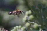 _DSC3915Efeu-Seidenbiene_Colletes_hederae_M_19_09_2024_Augsburg_Baerenkeller_Robert_Thierbach-PS.jpg
